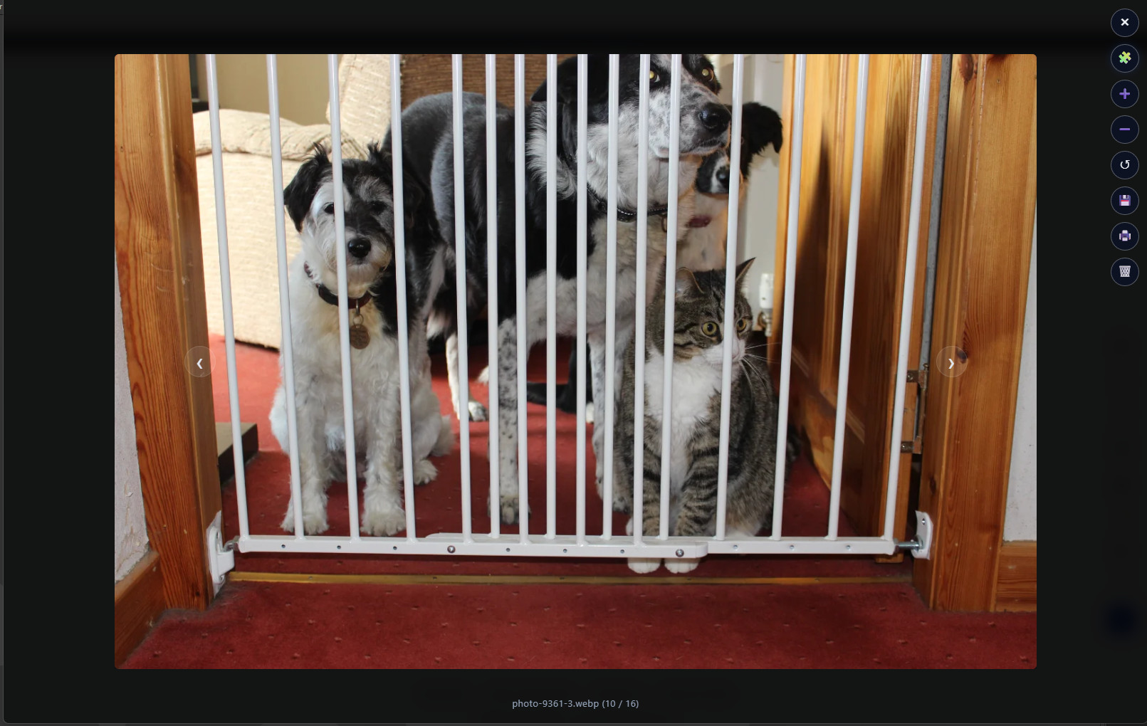 A photo shown full-screen in the Jigsaw Puzzle Maker lightbox viewer